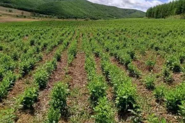 有哪些可以种植的中药材，包括黄芩、苦参、白术、桔梗等品种