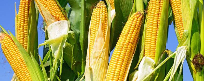 福盛777玉米种子有哪些特征特性，它中抗大斑病吗
