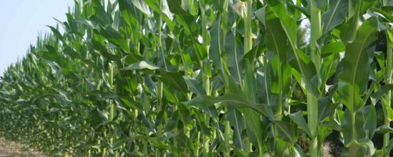 先玉1951玉米品种详细简介，中度抗大斑病性能说明