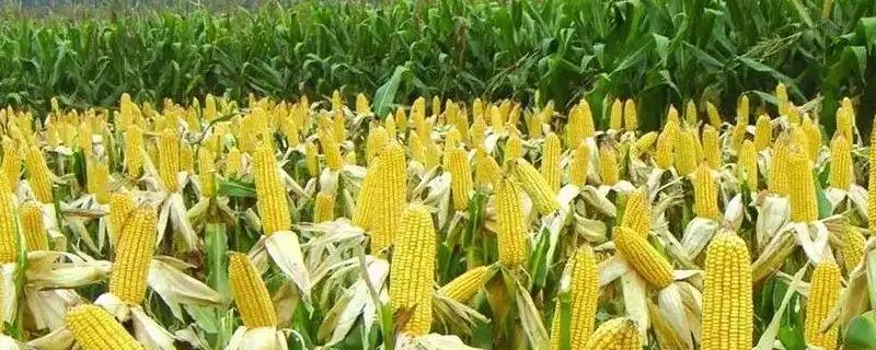 科禾101试验代号为兴丰101玉米品种详细简介，该品种中抗大斑病吗