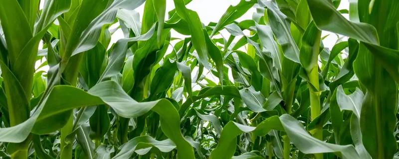 超早2号玉米种子详细简介，从出苗至成熟大约需要116.7天