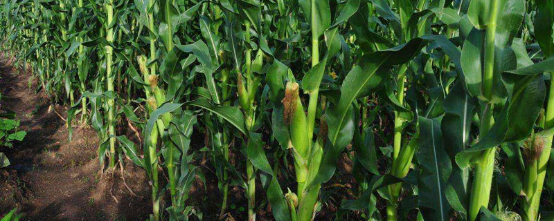 沈海909玉米种子有哪些特点，它更适宜在肥力中上等的地块进行种植