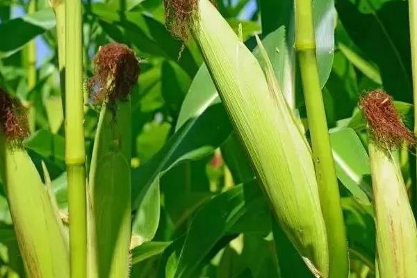 惠合808玉米种子特征特性，中抗大斑病