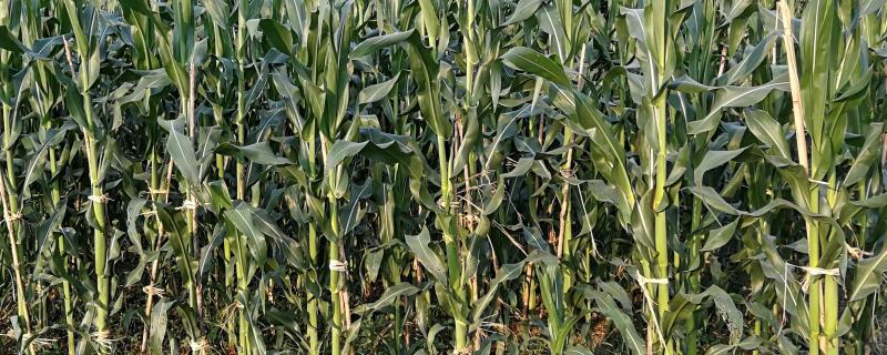惠合808玉米种子具体特征特性，该品种中抗大斑病