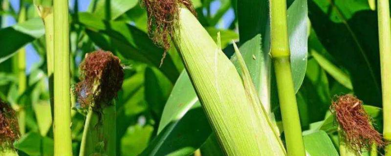 东利718玉米种子特点有哪些，该品种幼苗期第一叶鞘为什么是紫色的