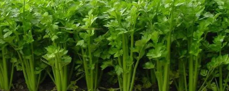 溧阳白芹目前多少钱一斤呢，其市场售价通常为20元一斤