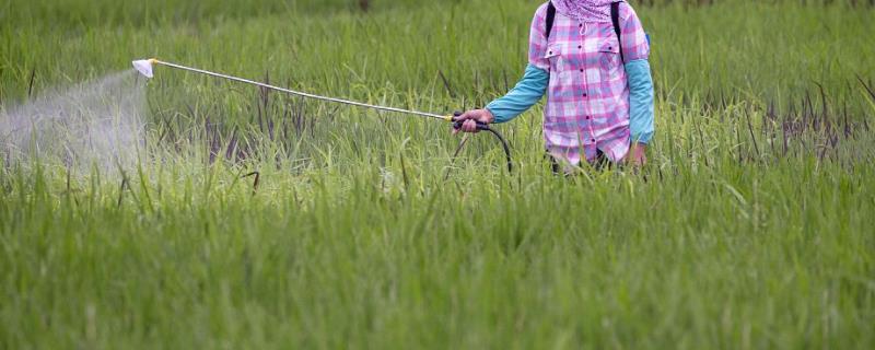 呋喃丹具体应当如何进行根施，可以将其撒在地面表层然后翻入到土壤之中吗