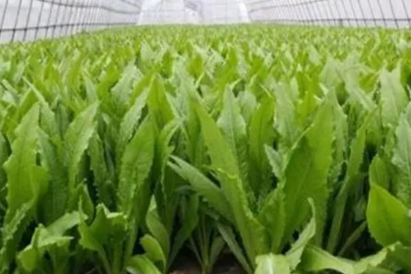 油麦菜菌核病的发生症状和规律，病部表面会出现棉絮状白色菌丝体