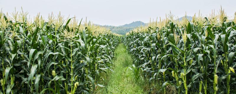 英玉1358玉米品种详细介绍，该品种适宜密度为每亩5000株左右