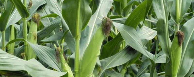 冀糯163玉米种子的详细介绍，能够高抗小斑病