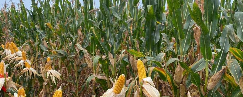 蠡玉256玉米品种的特性有哪些，其适宜密度应该在5000株/亩左右