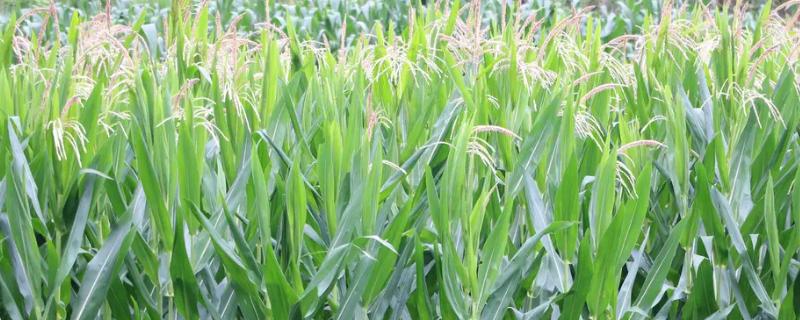 惠单1618玉米品种详细介绍，它的适宜种植密度为每亩四千株左右