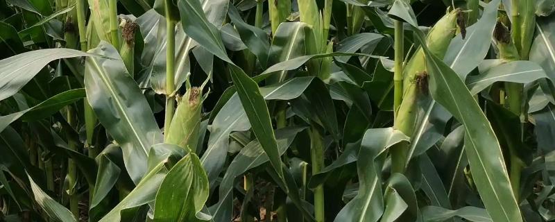 邯玉1805玉米种子特点有哪些，它具有高抗茎腐病等优势特性