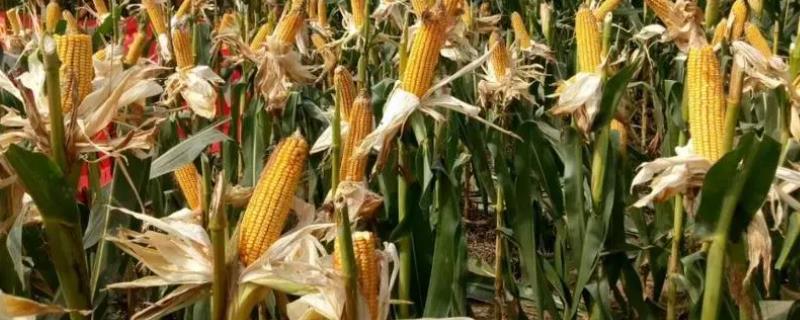 农单218玉米种子详细特征简介，它的适宜种植密度为每亩4500株左右