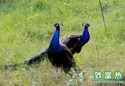 2016养孔雀赚钱吗？2016孔雀养殖前景及市场价格行情分析