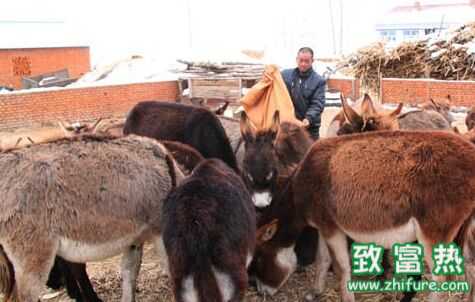 2016养驴赚钱吗?