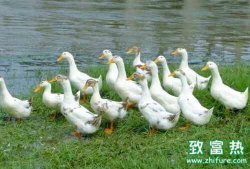 2016养鸭赚钱吗?