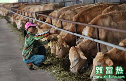 2016养牛赚钱吗？2016养牛前景及市场价格行情分析