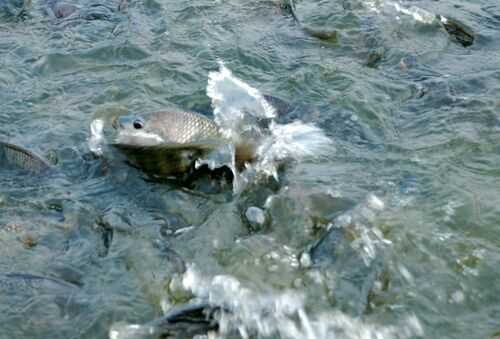 2016养鱼赚钱吗?2016养鱼前景及市场价格行情分析