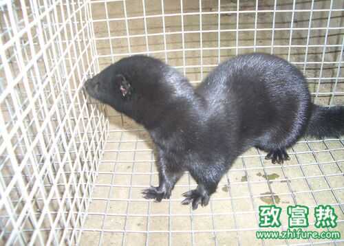 2016养水貂赚钱吗?2016水貂养殖前景及市场价格行情分析