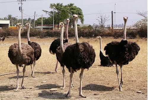 2016养鸵鸟赚钱吗?