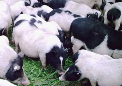 2016养香猪赚钱吗?