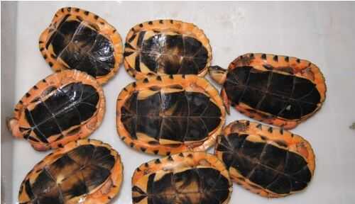 2016养金钱龟赚钱吗?