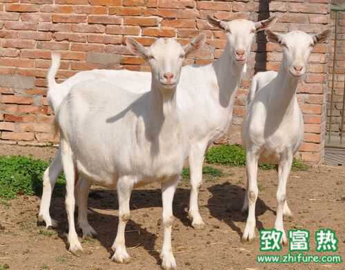 2016养山羊赚钱吗?2016山羊养殖前景及市场价格行情分析