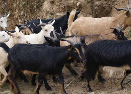 2016养山羊赚钱吗?