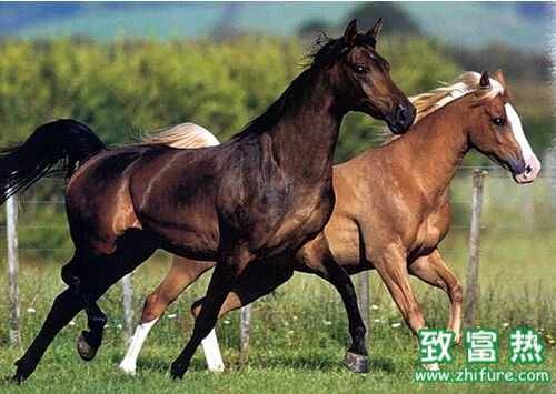 2016养马赚钱吗？2016养马前景及市场价格行情分析
