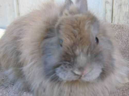 2016养长毛兔赚钱吗?