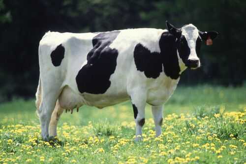 2016养奶牛赚钱吗?