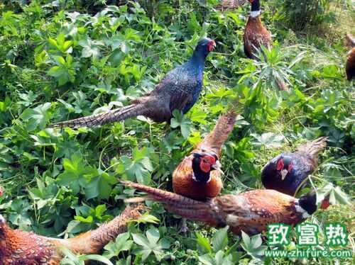 2016养山鸡赚钱吗？2016山鸡养殖前景及市场价格行情分析