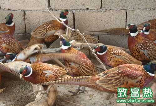 2016养野鸡赚钱吗?2016野鸡养殖前景及市场价格行情分析