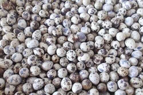 2016养鹌鹑赚钱吗?