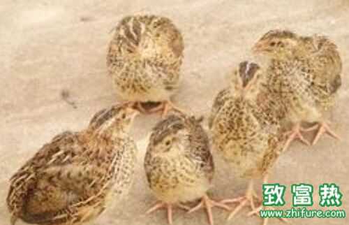 2016养鹌鹑赚钱吗?2016鹌鹑养殖前景及市场价格行情分析