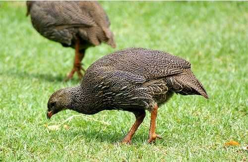 2016养鹧鸪赚钱吗?