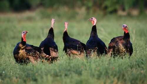 2016养火鸡赚钱吗?