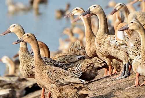 2016养蛋鸭赚钱吗?