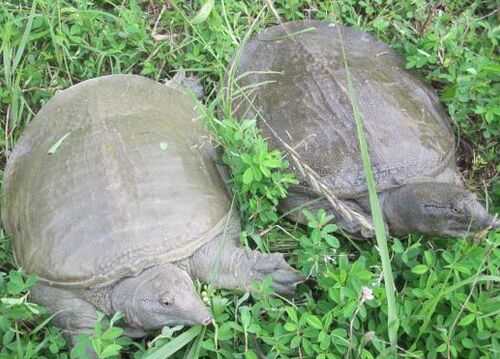 2016养甲鱼赚钱吗?