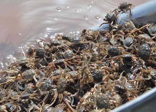 2016养蟹赚钱吗?