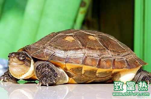 2016养乌龟赚钱吗?2016乌龟养殖前景及市场价格行情分析