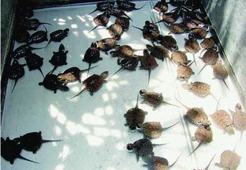 2016养乌龟赚钱吗？