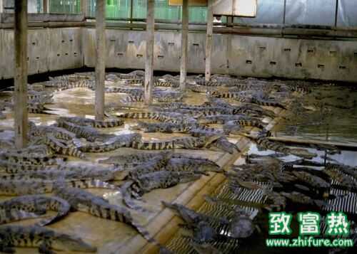 2016养鳄鱼赚钱吗?2016鳄鱼养殖前景及市场价格行情分析
