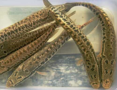 2016养黑鱼赚钱吗?