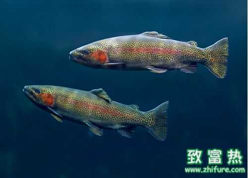 2016养虹鳟鱼赚钱吗?2016虹鳟鱼养殖前景及市场价格行情分析