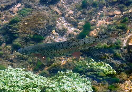 2016养虹鳟鱼赚钱吗?