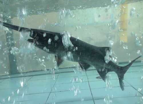 2016养鸭嘴鱼赚钱吗?