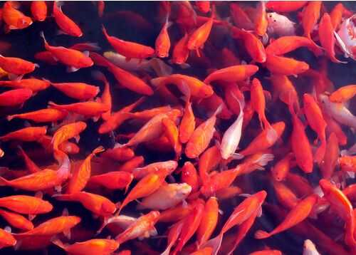 2016养锦鲤赚钱吗?