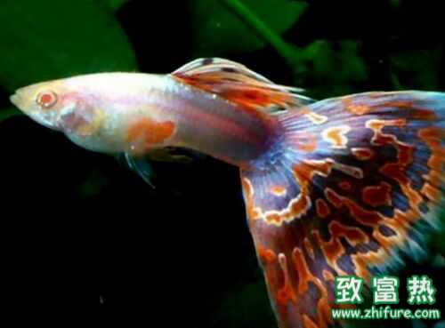 2016养孔雀鱼赚钱吗?2016孔雀鱼养殖前景及市场价格行情分析